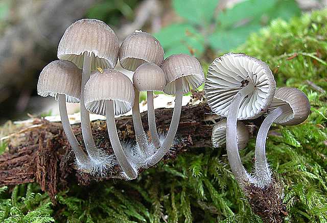 Mycena abramsii     (Murrill)    Murrill